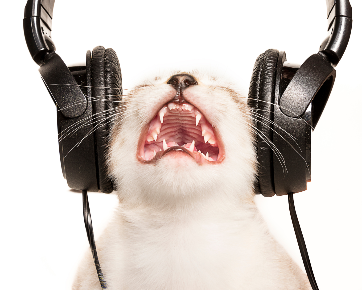 Headphones Cat at Robert Kilian blog